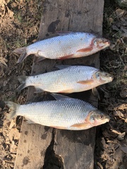 Prochilodus magdalenae