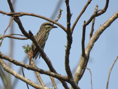 Myiodynastes luteiventris