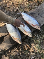 Prochilodus magdalenae