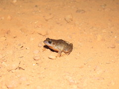 Leptodactylus podicipinus