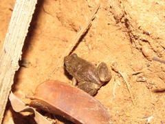 Leptodactylus podicipinus