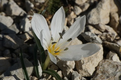 Colchicum hungaricum