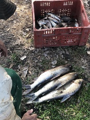 Prochilodus magdalenae