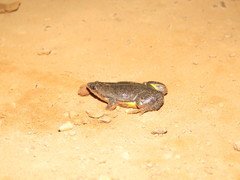 Elachistocleis ovalis