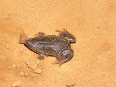 Elachistocleis ovalis