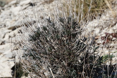 Moltkia petraea
