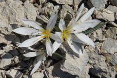 Colchicum hungaricum