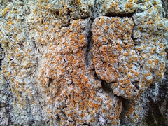 Brigantiaea leucoxantha