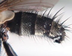 Eumea linearicornis