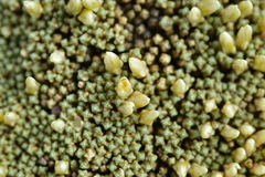 Pycnophyllum bryoides