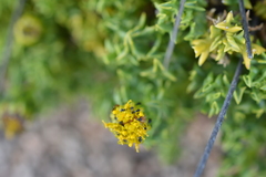 Senecio puchii