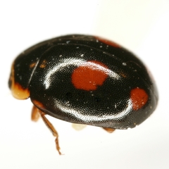 Hyperaspis haematosticta