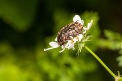 Oxythyrea noemi