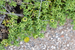 Senecio puchii