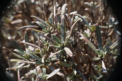 Moltkia petraea