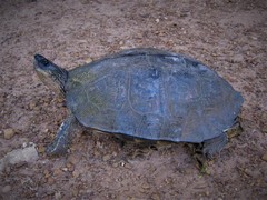 Rhinoclemmys punctularia