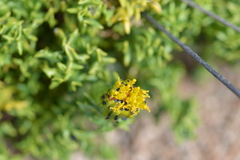 Senecio puchii