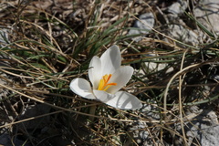 Crocus weldenii