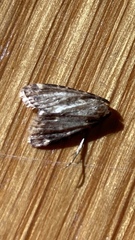 Pyralis farinalis