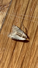 Pyralis farinalis