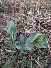 Penstemon grandiflorus