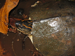 Rhinoclemmys punctularia