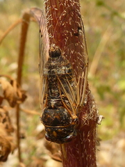 Cicadatra atra