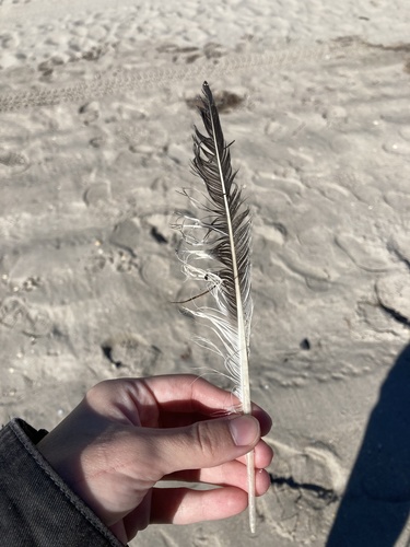 Plume de Sterne royale