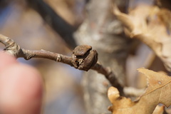 Andricus truncicolus