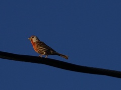 Haemorhous mexicanus