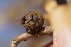 Andricus truncicolus