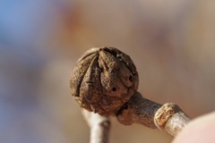 Andricus truncicolus