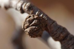 Andricus truncicolus