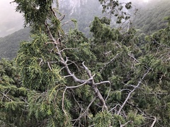 Juniperus cedrus