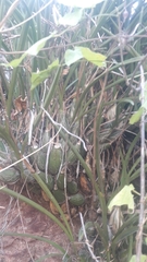 Encyclia adenocarpa