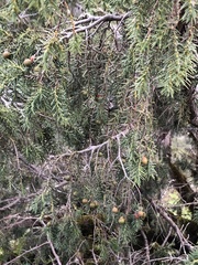 Juniperus cedrus