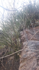 Encyclia adenocarpa
