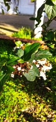 Viburnum tinus image