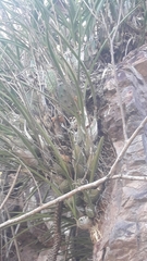 Encyclia adenocarpa