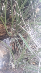 Encyclia adenocarpa