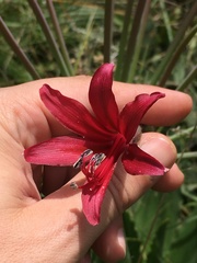 Brunsvigia undulata