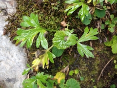 Hamadryas magellanica