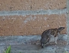 Passer domesticus