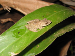 Scinax nebulosus