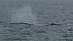 Eschrichtius robustus