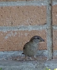 Passer domesticus