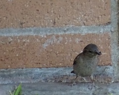 Passer domesticus