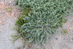 Astragalus arequipensis