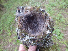 Muscicapa striata