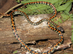 Siphlophis cervinus